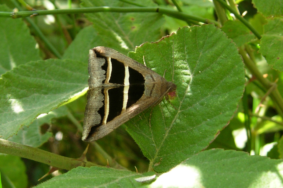 Altre farfalle da Creta
